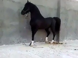 "..Horse Dance in Music.." - Adnan Ali Abbas