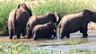 Elephants crossing the river- Emhosheni RIver Lodge