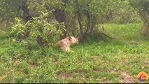 Lioness Reunites With Her Pride After Being Separated For Days - Video Youtube