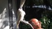 Cockatoo Wields Bottle Like a Weapon, Bashes Owner in Head