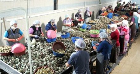 Salyangozun Eti ve Kabuğu Türkiye'ye 15 Milyon Dolar Kazandırıyor