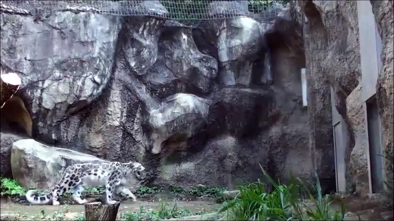 Un léopard des neiges très très agile... Hop, petit backflip