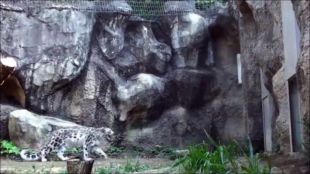 Un léopard des neiges très très agile... Hop, petit backflip