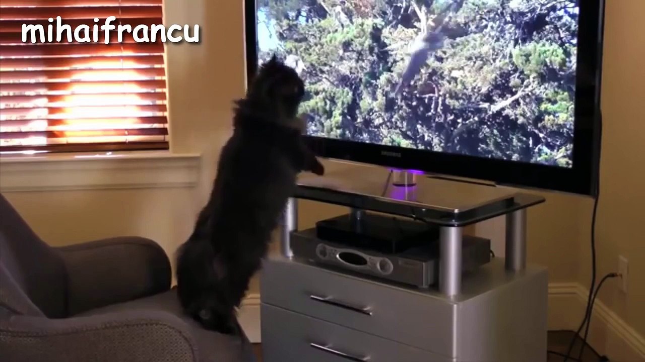Funny Cats MUst WatCH