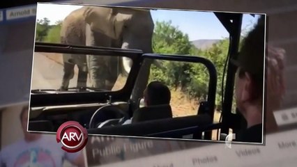 Elefante_persigue_a_Arnold_Schwarzenegger_en_un_safari__Al_Rojo_Vivo__Telemundo(bajaryoutube.com)