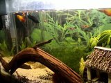 My Updated 29 Gallon Freshwater Aquarium