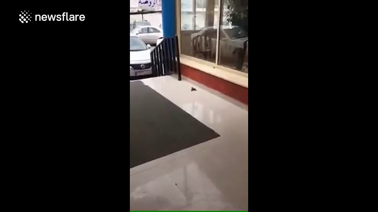 Sparrow appears to save dying friend