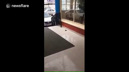 Sparrow appears to save dying friend