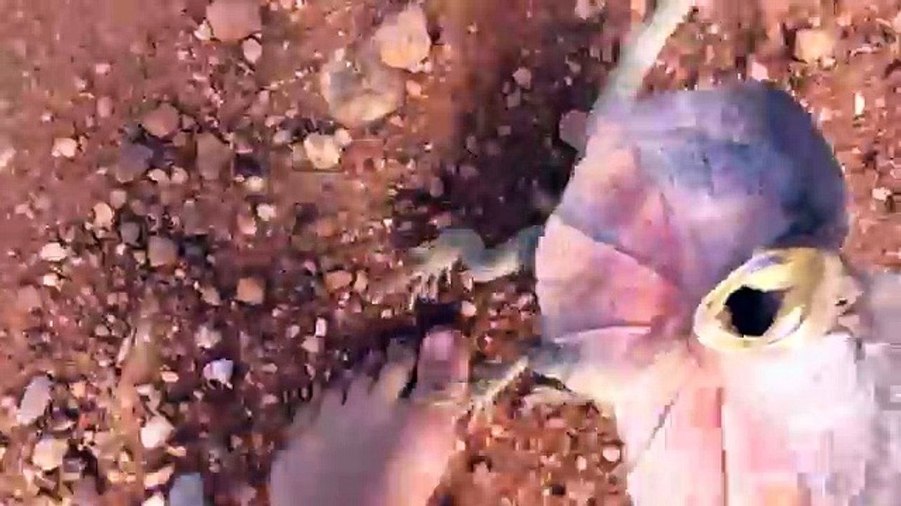 Ne pas déranger un lézard à collerette