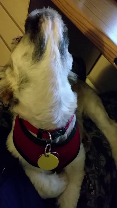 Ce chiot demande des gratouilles au cou hahaha