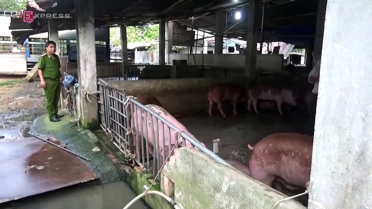 Kiểm tra đột xuất phát hiện Bơm nước và thuốc vào người con heo