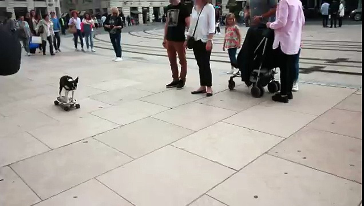 Skateboarding Dog