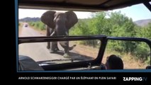 Arnold Schwarzenegger chargé par un éléphant en plein safari (Vidéo)