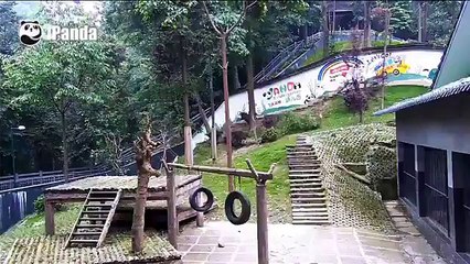 Dev Panda ağaçtan düşme anı görüntüleri izle