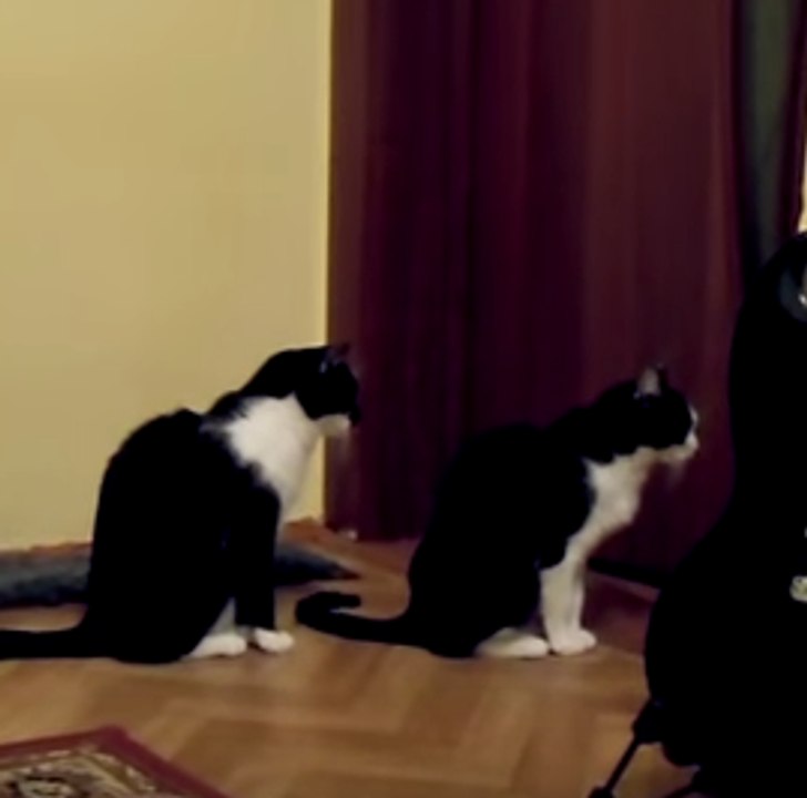 A chat tries to apologise
