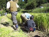 熊野地区棚田ボランティア活動：稲刈り・はさかけ（9月26日ー１）