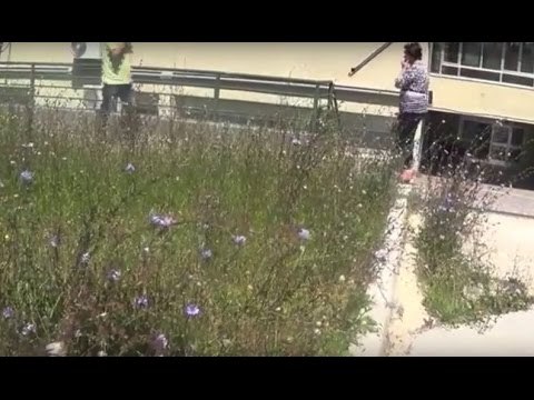 Aversa (CE) - Erbacce e topi nel giardino dell'ospedale 'Moscati' (01.06.16)