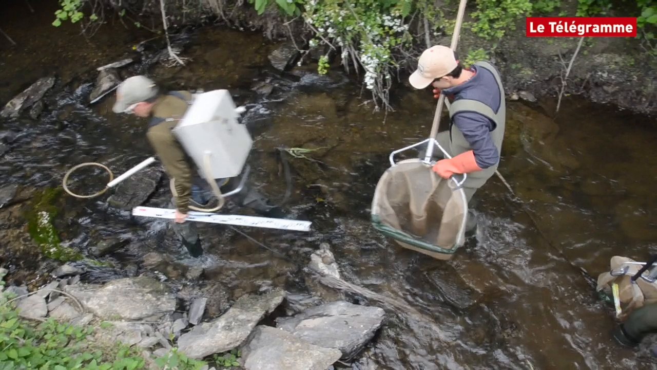 Aulne. L'Epaga et la Fédération de pêche comptent les anguilles