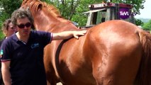 Equi junior, rencontre vétérinaires et maréchaux-ferrants [TéVi] 16_06_03