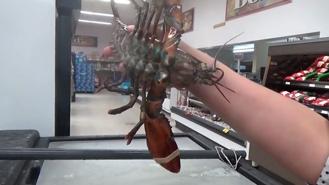 Une végane sauve un homard d'un supermarché au Canada