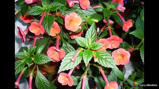 Ахименесы (48 фото) виды и правила ухода