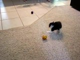 Ce tout petit chaton est effrayé par une balle, mais ce qu’il essaie de faire ensuite... C’EST TROP MIGNON !