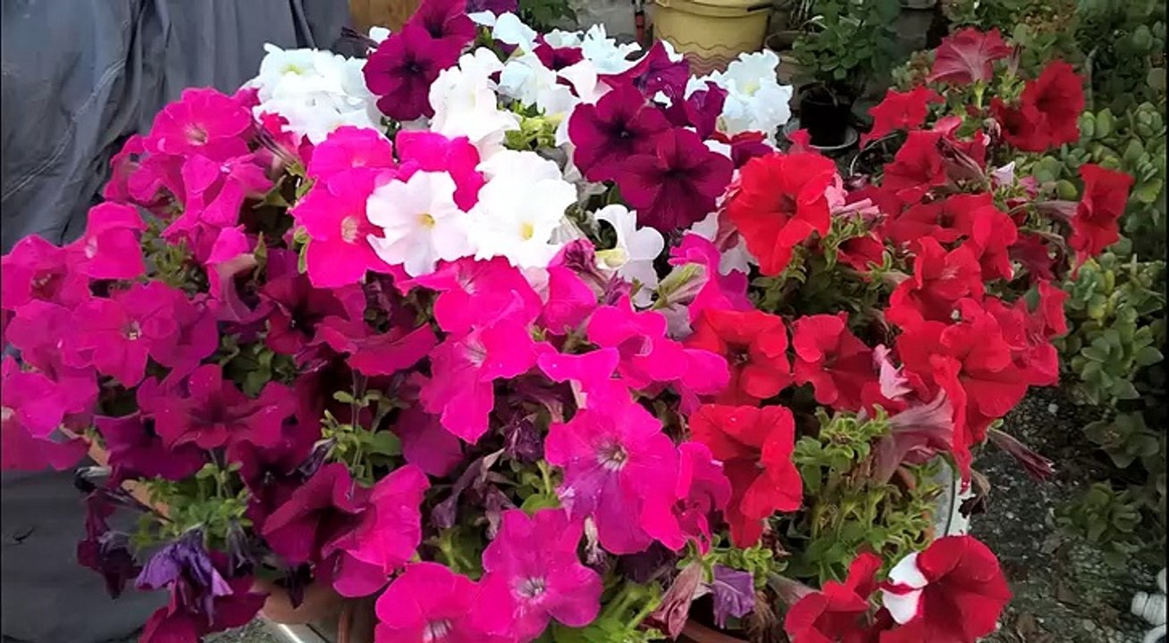 5°Municipio Bari in fiore