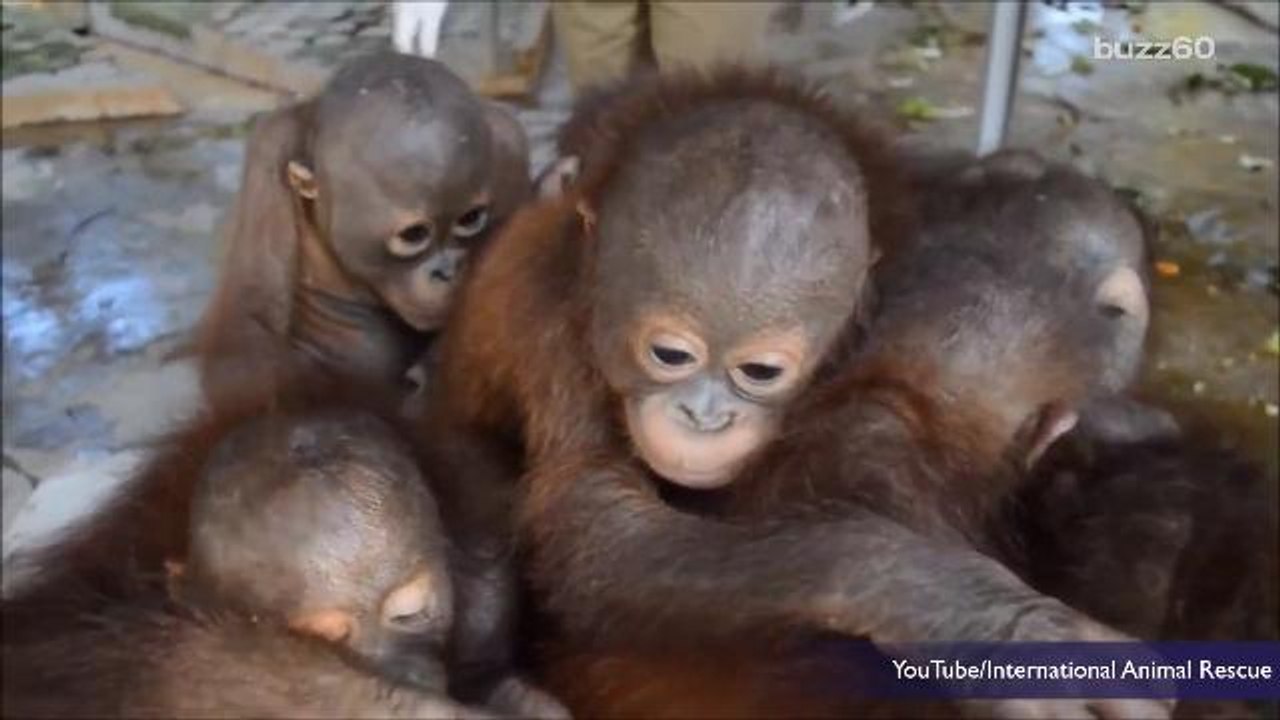 World's Cutest 'Preschool'