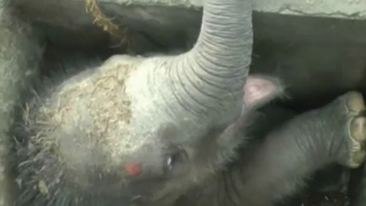 Coincé dans les égout, cet éléphanteau va etre sauvé par des Sri-Lankais