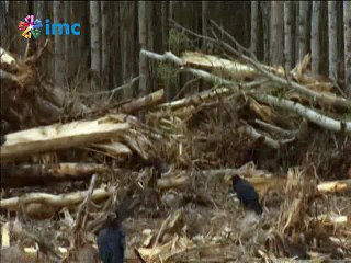 Kanada'da 1 Mayıs'tan bu yana süren yangında 582 bin hektarlık alan yandı