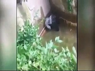 Gorilla killed after 4 year old falls into zoo enclosure