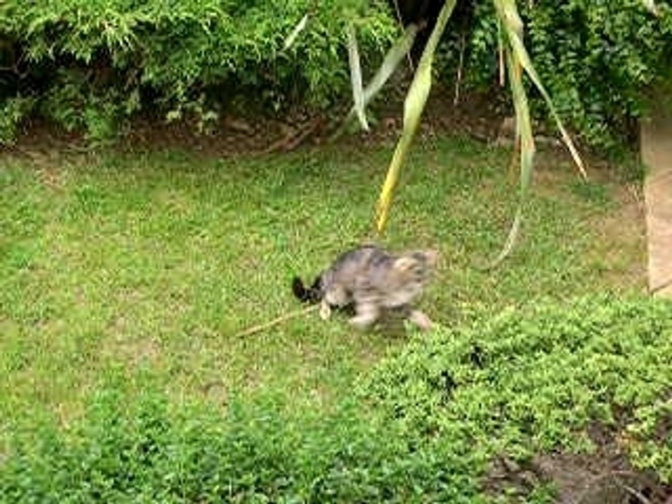 Chaton5