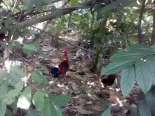 Pikat ayam hutan.. Si renjoo yg ke 2..