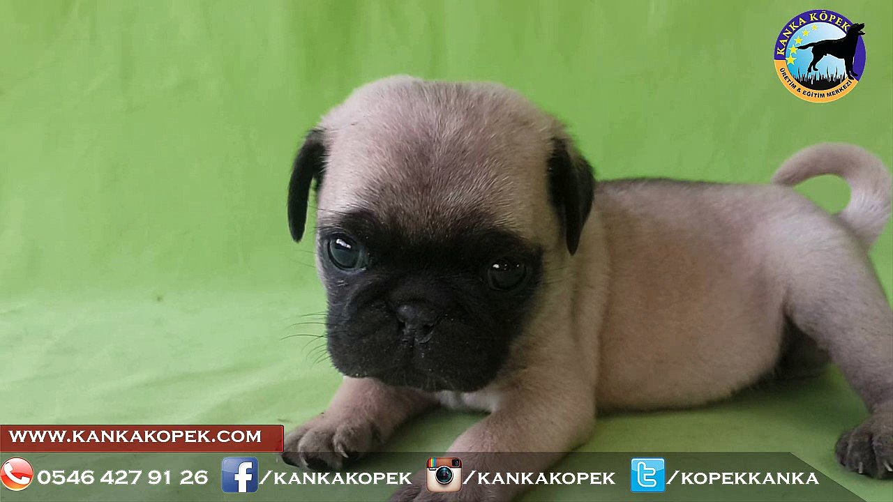 Satılık Pug Mops Yavruları  www.kankakopek.com