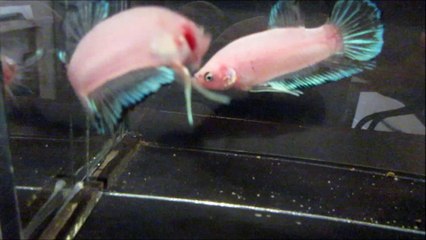 Show Betta splendens  avant Dijon 2016