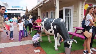 Kids' Milk Cow, Auckland, Joy Ice Cream