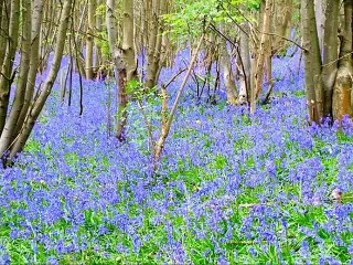 Taoheedi Naat Nasheed Teri Shan Jalla Jalau Fahad Shah