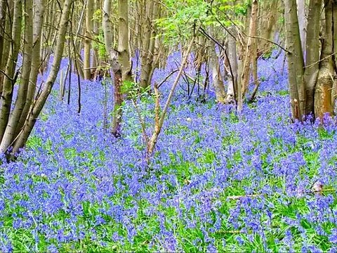 Taoheedi Naat Nasheed Tilawat E Quran Fahad Shah