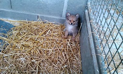 Chiot spitz né le 26 Mars