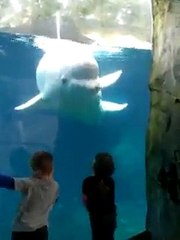 Fish is trying to scare kids