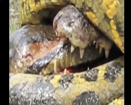 Biggest wild animal fights - CRAZIEST Animals Attack - Anaconda vs Alligator vs crocodile