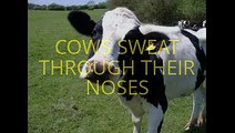 10 FACTS ABOUT COWS