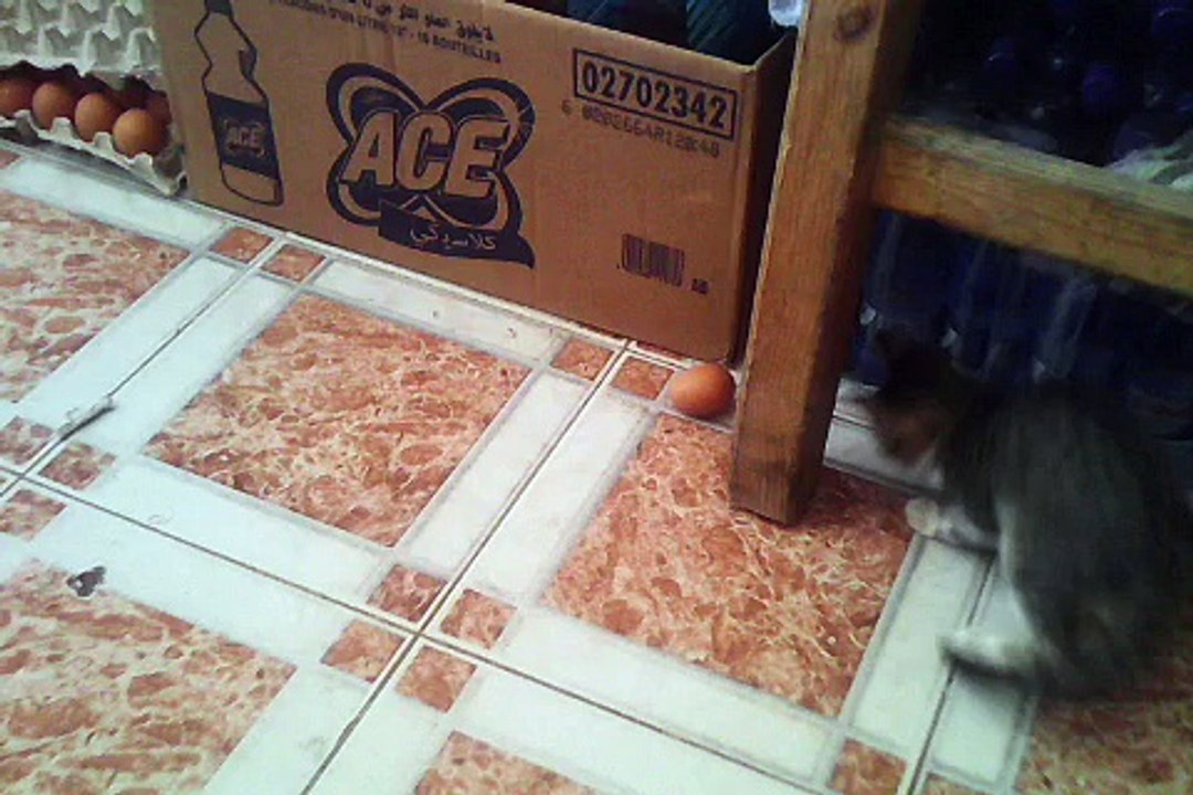 chat