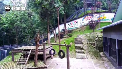 Giant panda unharmed after falling out of tree