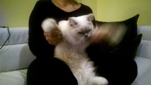قطة  مغربية  ترقص عطني صاكي