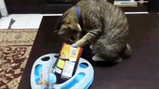 Cat eating snacks.