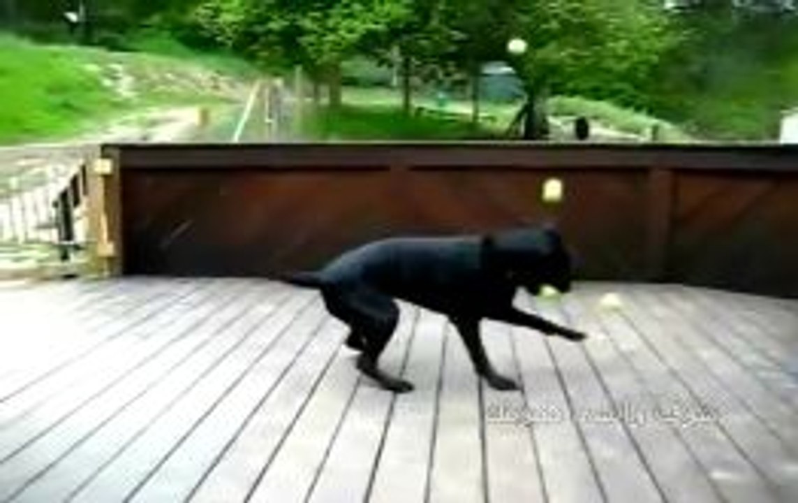 Dog Breaks Record For Most Balls Caught With Paws