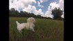 Maltese puppy named Alps for sale in Florida - Tampa - Miami - Orlando - Sarasota -