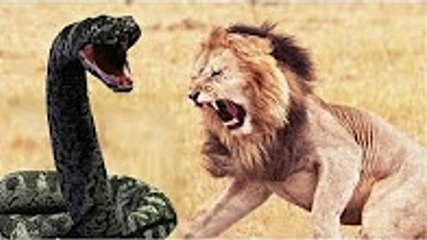 Cobra vs Lion vs Buffalo vs Tiger