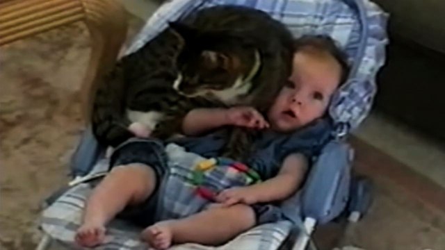 10 Babies With Complicated Relationships With Cats